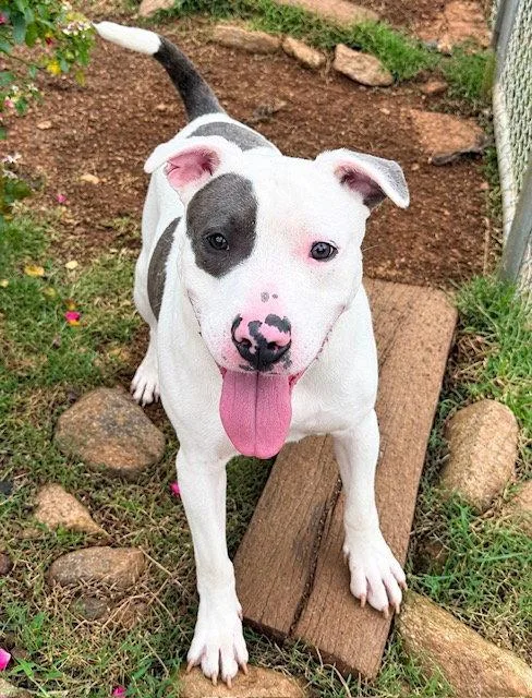 An adult medium-sized male Pit Bull Terrier dog named Marco for adoption in Carrollton, GA