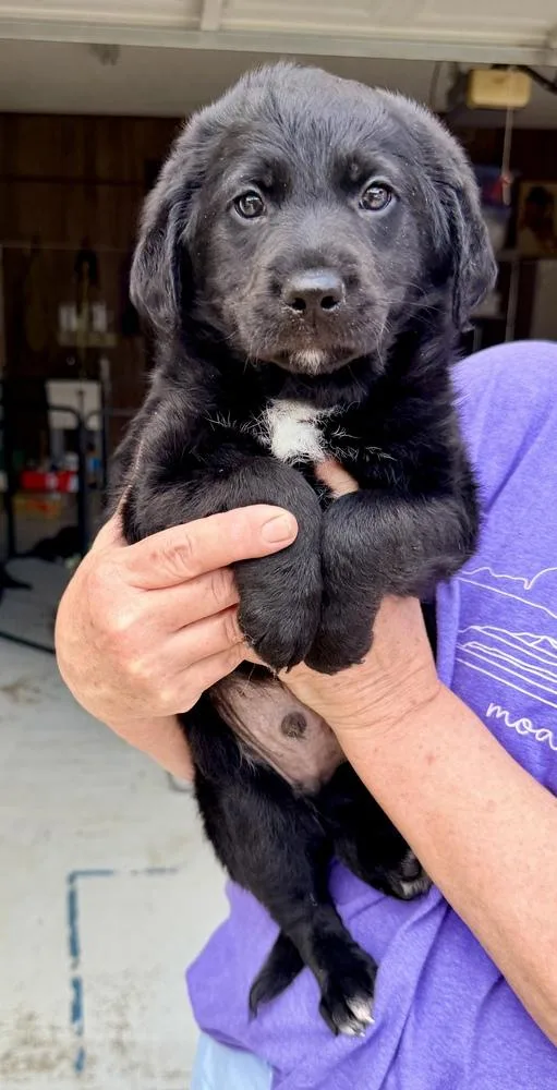 A baby large-sized male Black Goldendoodle dog named Courchaine Percy for adoption in Broomfield, CO
