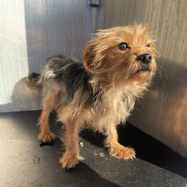 An adult small-sized male Yorkshire Terrier dog named Chewbarka for adoption in San Antonio, TX