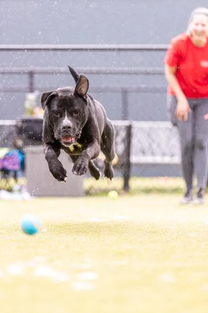An adult large-sized male Mixed Breed dog named Leo for adoption in West Chester, PA