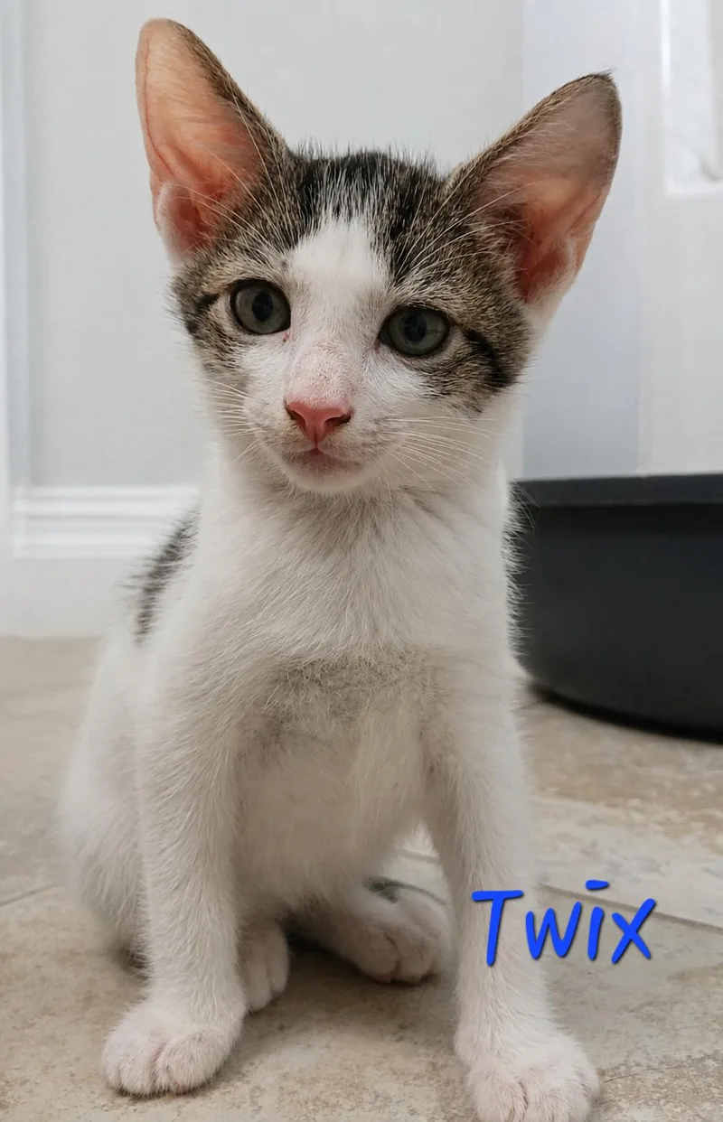 A baby medium-sized male White Domestic Short Hair cat named Twix for adoption in Pawleys Island, SC