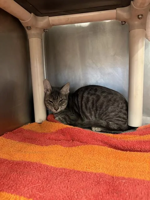 A baby medium-sized male Domestic Short Hair cat named Ven for adoption in Houston, TX