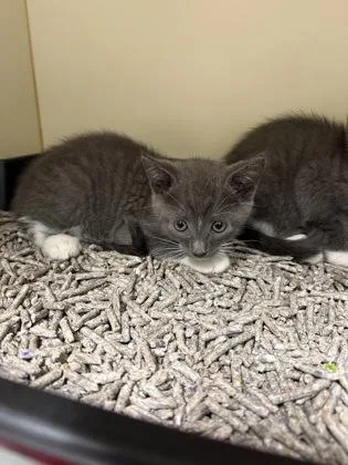 A baby small-sized male Domestic Short Hair cat named Chuckie for adoption in Pequot Lakes, MN