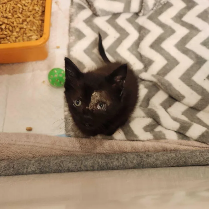 A baby small-sized female Black Domestic Short Hair cat named Tilly for adoption in Valdosta , GA