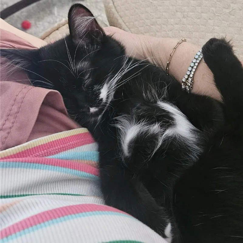 A young small-sized male Black Domestic Long Hair cat named BonBon for adoption in Los Angeles, CA