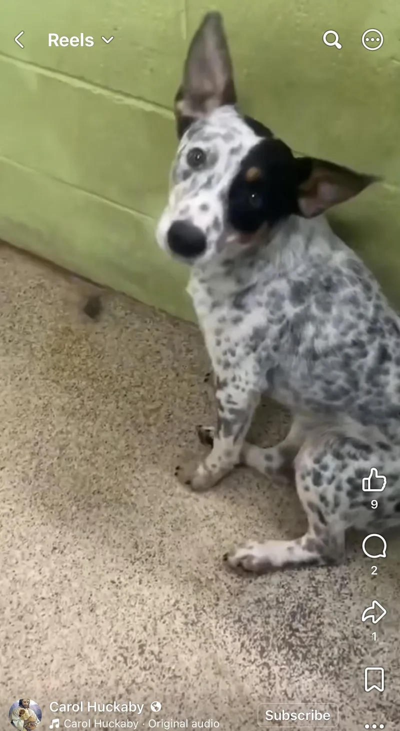 Maverick