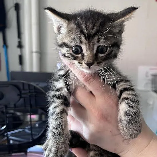 A baby small-sized male Brown / Chocolate Domestic Short Hair cat named Murphy for adoption in Fairport, NY