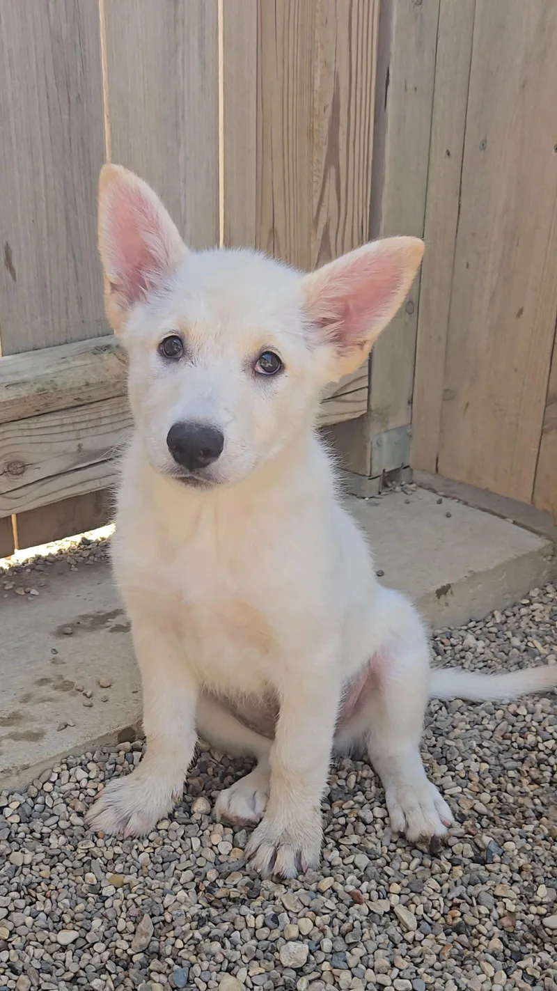 A baby medium-sized female Shepherd dog named Brioche for adoption in Estherville, IA