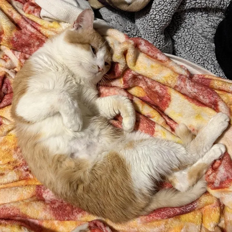 An adult large-sized male Orange / Red Domestic Short Hair cat named Jack for adoption in Champaign, IL