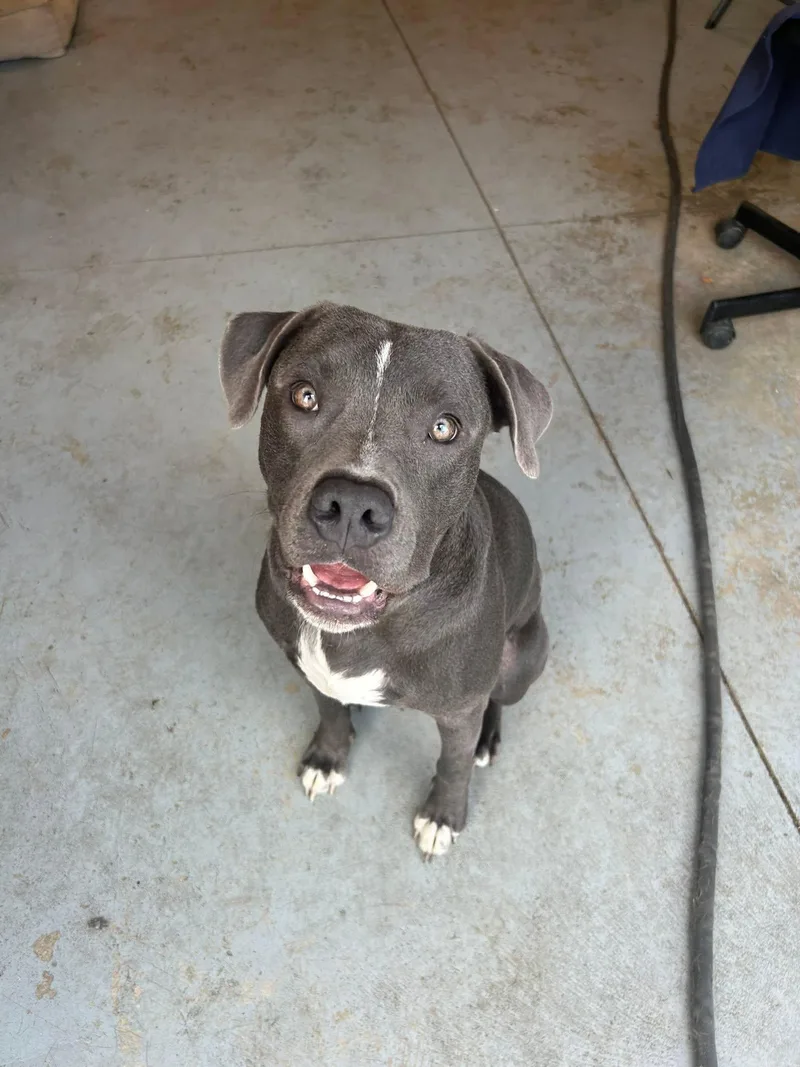 An adult medium-sized male Gray / Blue / Silver Pit Bull Terrier dog named Mojo for adoption in Lincoln Park, MI