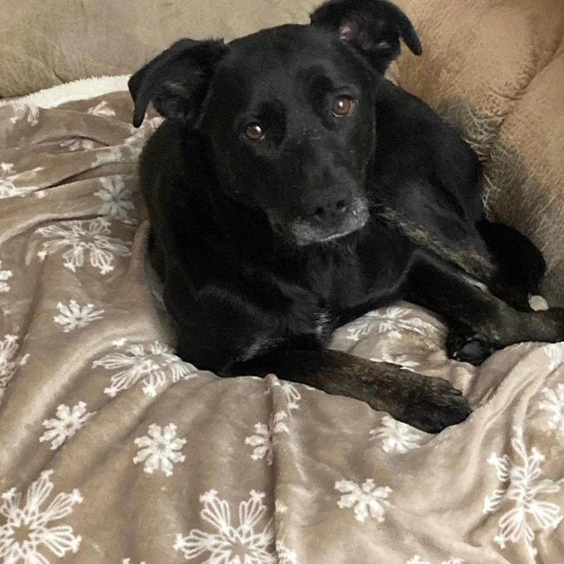 Midnight thumbnail 3