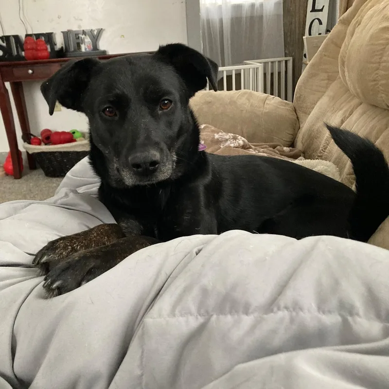 Midnight thumbnail 4