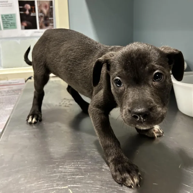 A baby small-sized female Gray / Blue / Silver Mixed Breed dog named Ruby for adoption in Chattanooga, TN
