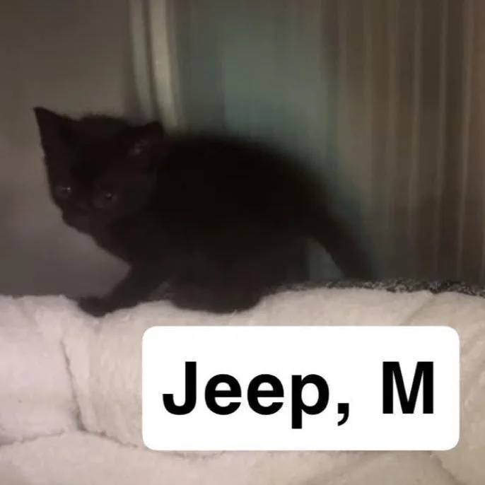 A baby small-sized male Black Domestic Short Hair cat named The Cars Jeep for adoption in Washington, DC