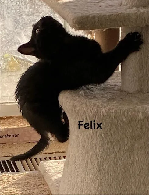 A baby medium-sized male Black Domestic Short Hair cat named Felix for adoption in Gardnerville, NV