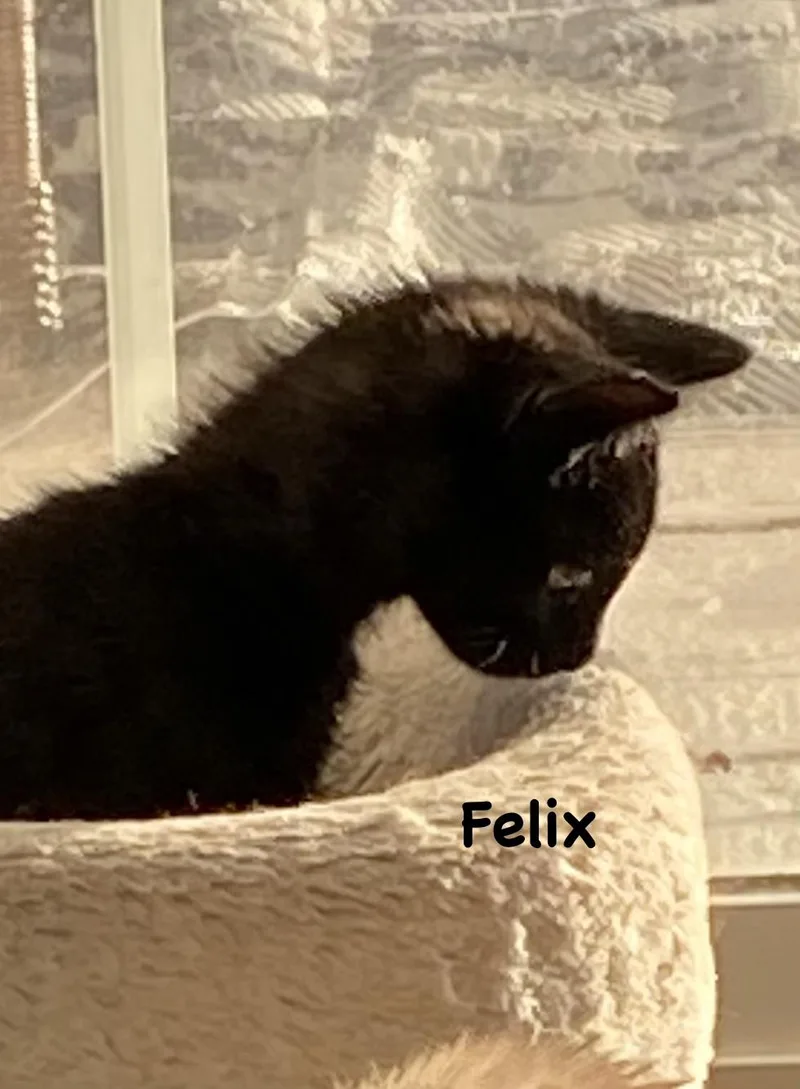 Felix thumbnail 2