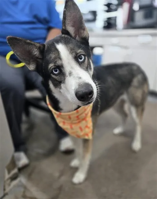 A young large-sized female Mixed Breed dog named Henrietta for adoption in Dallas, TX