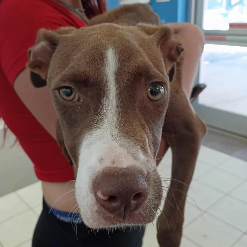 A young medium-sized male Brown / Chocolate Mixed Breed dog named Porkchop for adoption in Columbus, GA