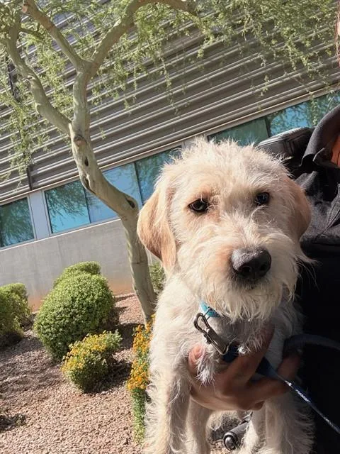 An adult small-sized male Wheaten Terrier dog named Garlic for adoption in Mesa, AZ