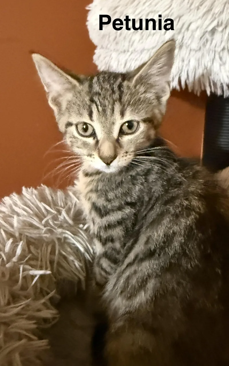 A baby medium-sized female Domestic Short Hair cat named Petunia for adoption in South Elgin, IL