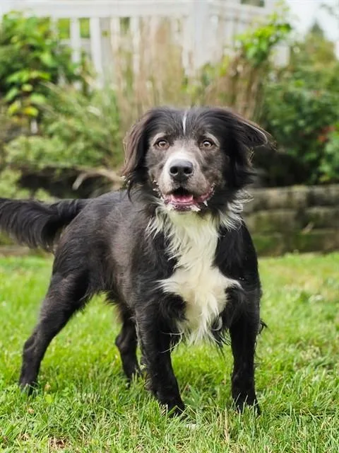 An adult medium-sized male Border Collie dog named Gibson for adoption in Statesville, NC