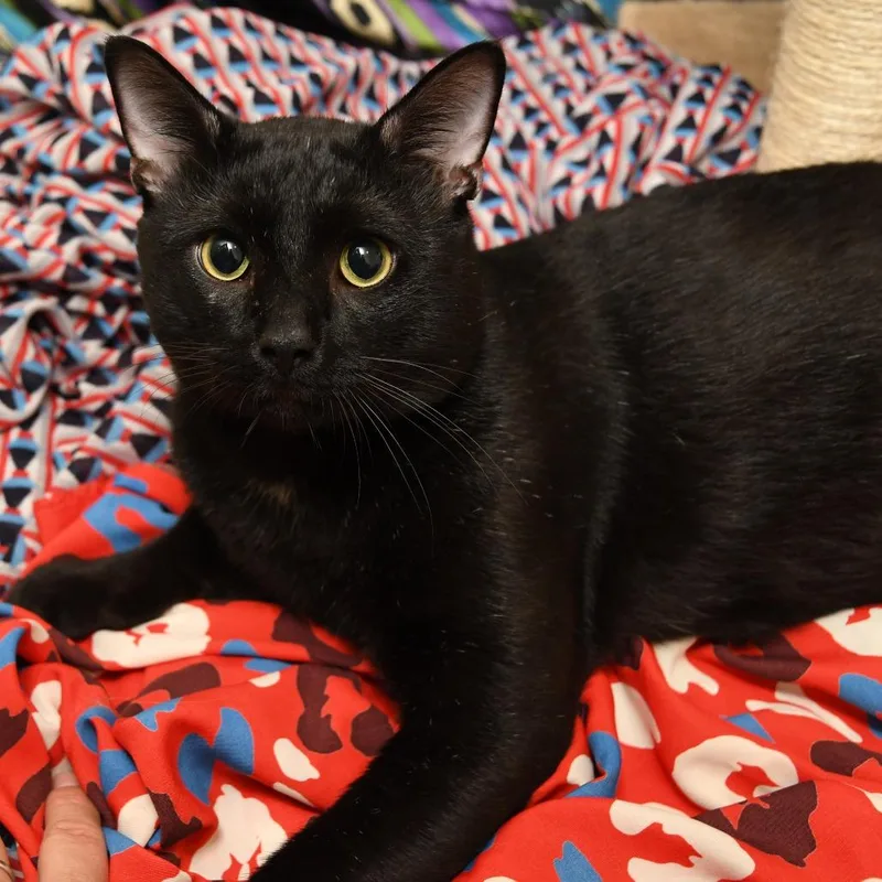 A young large-sized male Black Domestic Short Hair cat named Figaro for adoption in Natick, MA