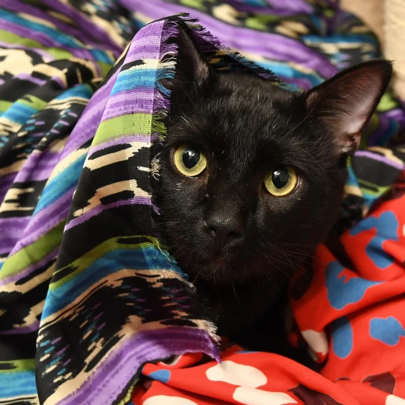 Figaro thumbnail 2