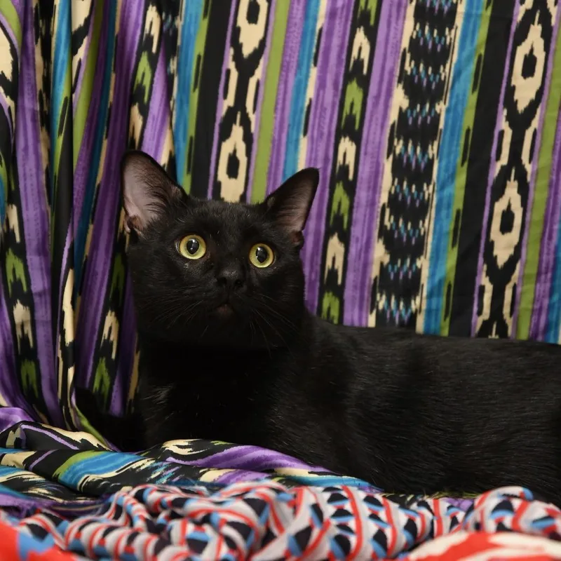 Figaro thumbnail 3