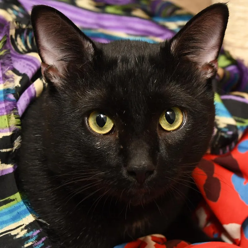 Figaro thumbnail 4