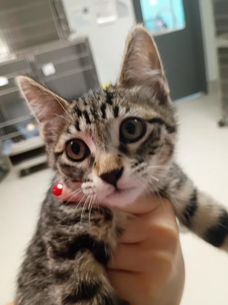 A baby small-sized female Domestic Short Hair cat named Gemini for adoption in Chico, CA