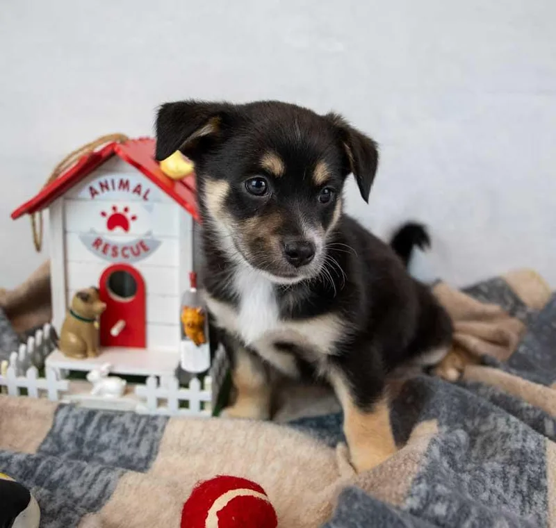 A baby small-sized male Chihuahua dog named Perry Mason for adoption in Kennesaw, GA