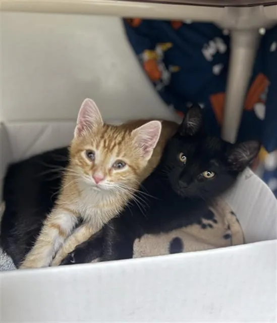 A baby medium-sized male Domestic Short Hair cat named Ricotta for adoption in Boston, MA