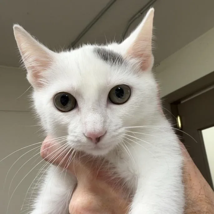 A baby small-sized female White Domestic Short Hair cat named Amazon for adoption in Colorado Springs, CO
