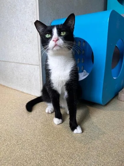 An adult medium-sized female Domestic Short Hair cat named Mochi for adoption in Honolulu, HI