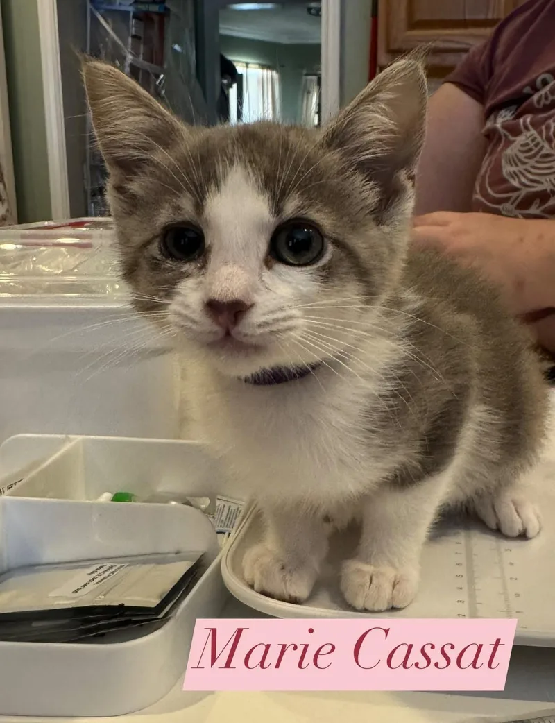 A baby medium-sized female Gray & White Domestic Short Hair cat named Marie Cassat for adoption in Houston, TX