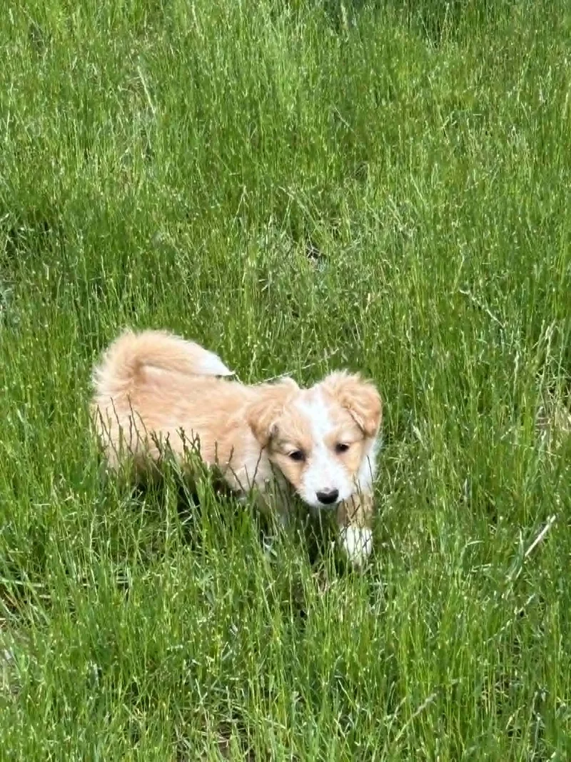 A baby small-sized female Miniature Poodle dog named Autumn for adoption in LEWISTON, ID