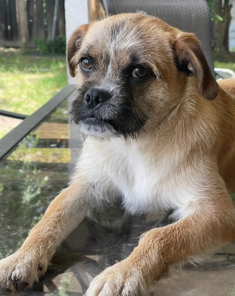 A young small-sized male Pug dog named Copper for adoption in Fresno, CA