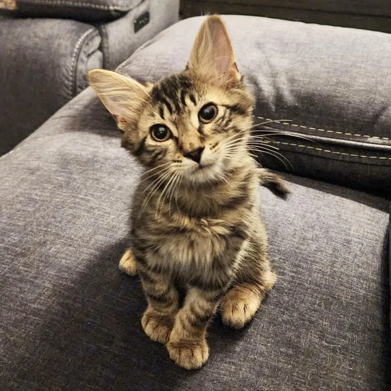 A baby small-sized male Tabby (Buff / Tan / Fawn) Domestic Short Hair cat named Morello for adoption in Richmond, VA