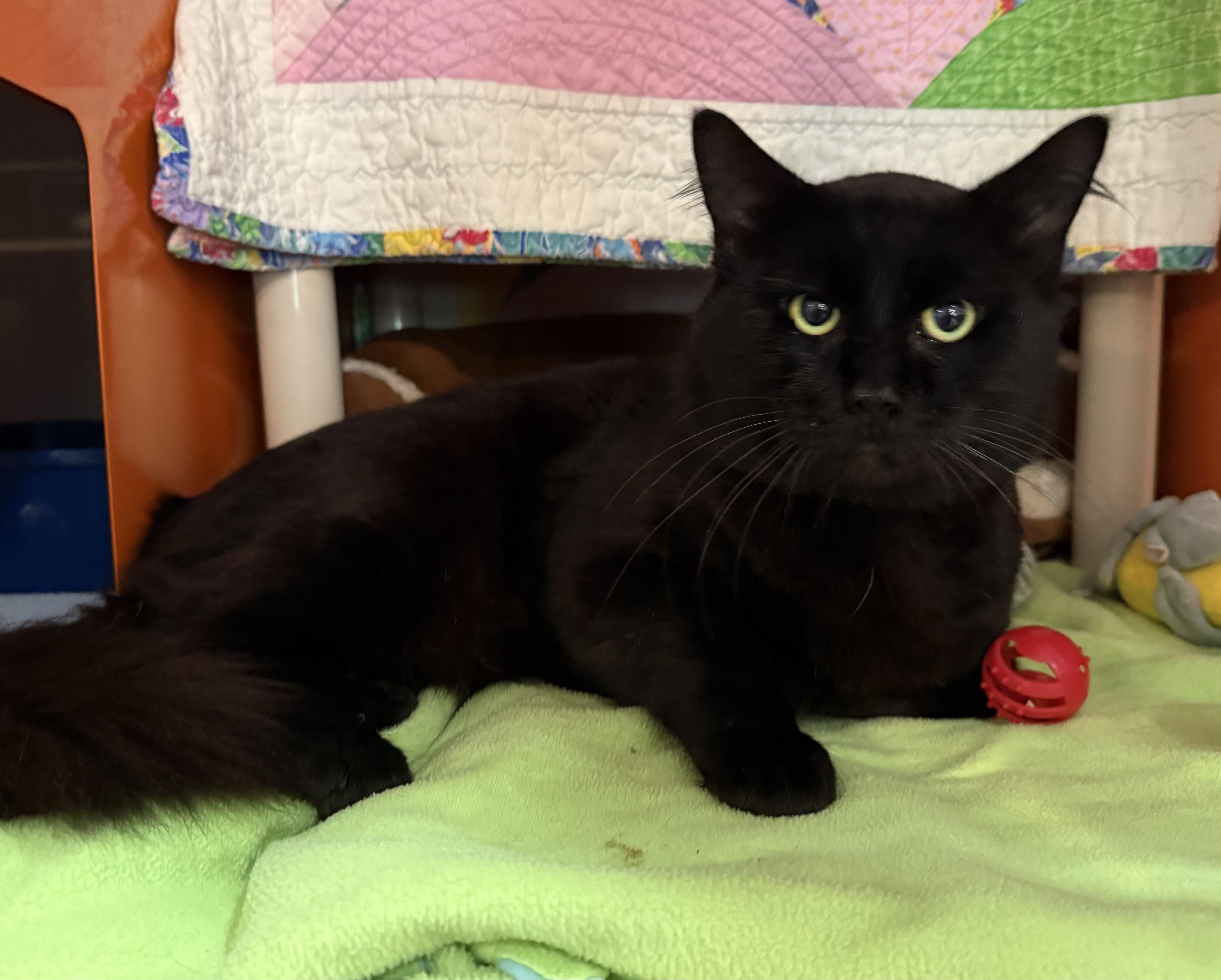An adult medium-sized male Domestic Medium Hair cat named Bagheera for adoption in Ridgefield, CT