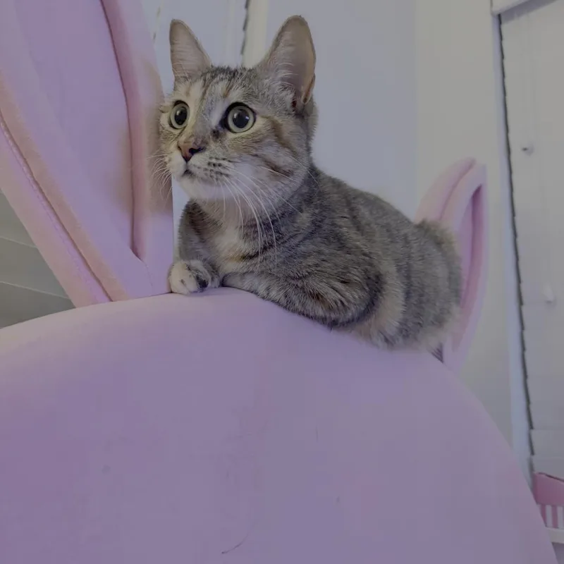 An adult small-sized female Gray / Blue / Silver Domestic Short Hair cat named Scylla for adoption in Redmond, WA