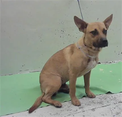 A young medium-sized male German Shepherd Dog dog named Benji for adoption in Houston, TX
