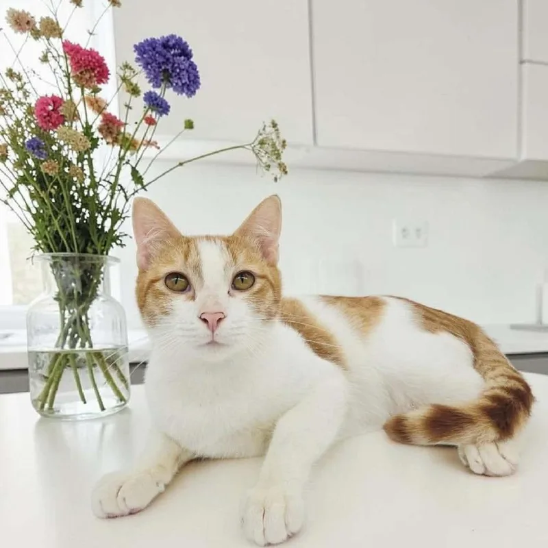 A young medium-sized male Orange / Red Domestic Short Hair cat named Curly for adoption in Santa Fe, TX
