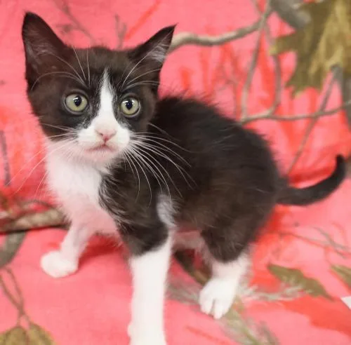 A baby medium-sized female Tuxedo cat named Culver for adoption in Thief River Falls, MN