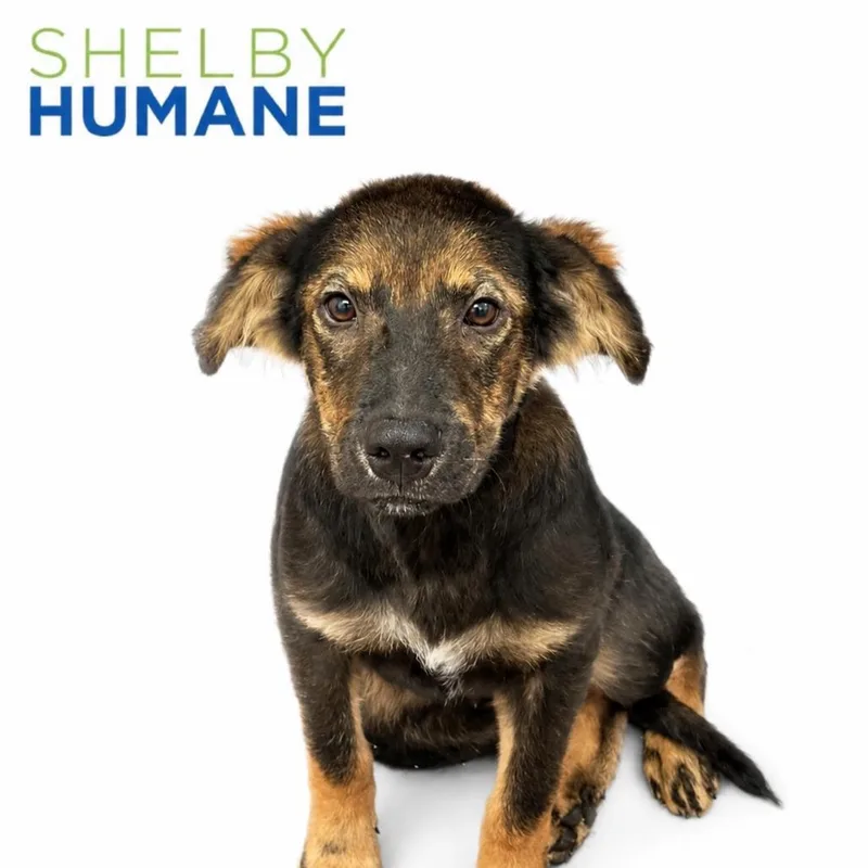 A young medium-sized male Black Mixed Breed dog named Wally for adoption in Columbiana, AL