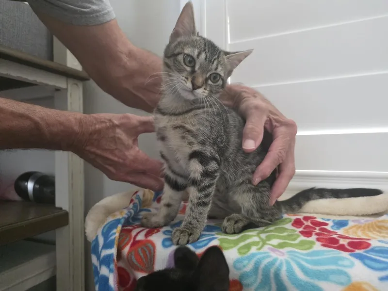 Serafina Orlando thumbnail 3