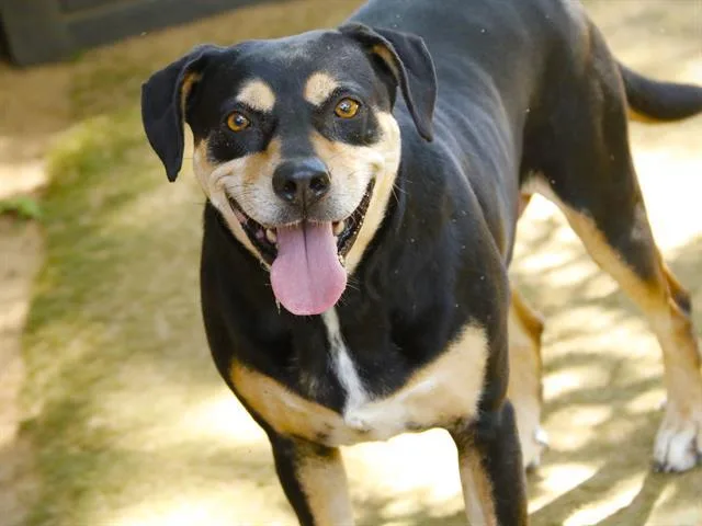 An adult large-sized female Rottweiler dog named Casia for adoption in Tallahassee, FL