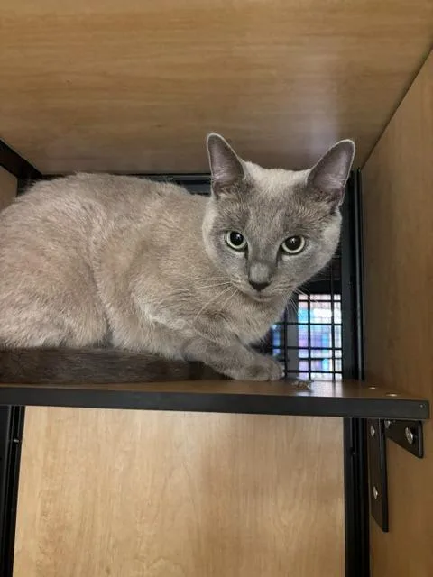A young medium-sized female Domestic Short Hair cat named Sophie for adoption in New York, NY