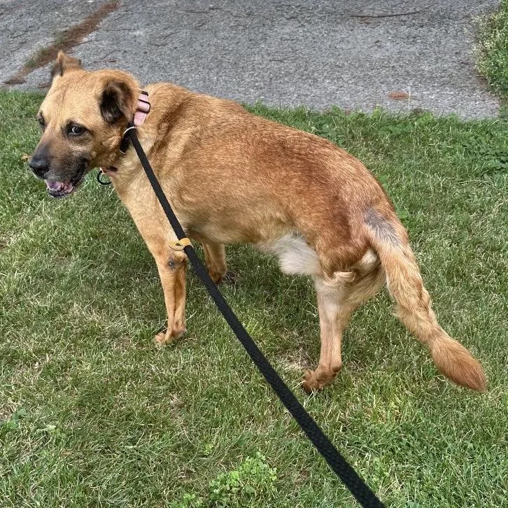 A senior medium-sized male Brown / Chocolate Shepherd dog named Woodrow for adoption in Avon, OH