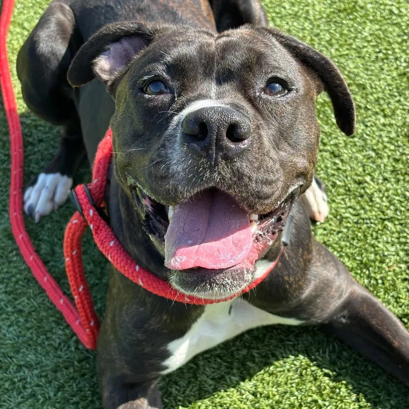 A young medium-sized female Brindle Boxer dog named Audacity for adoption in Chattanooga, TN