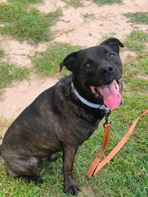 An adult extra large-sized male Cane Corso dog named Romeo for adoption in Millersville, MD